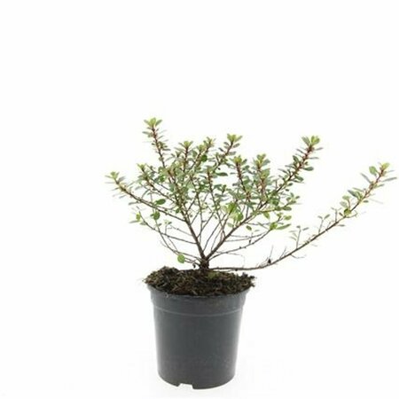 Escallonia 'Red Dream' 30/40 C. - afbeelding 6