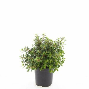 Escallonia 'Red Dream' 30/40 C. - afbeelding 7