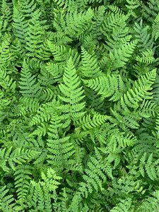 Polystichum braunii P9 - afbeelding 2