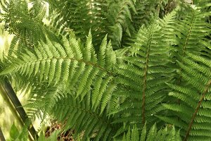 Polystichum braunii P9 - afbeelding 1