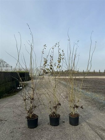 Crataegus monogyna 150/175 C. - afbeelding 3