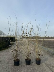Crataegus monogyna 150/175 C. - afbeelding 3