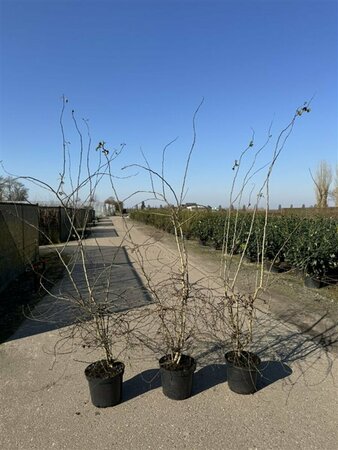 Crataegus monogyna 150/175 C. - afbeelding 5