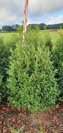 Prunus laur. 'Sofia' 30/40 C. Bol - afbeelding 3