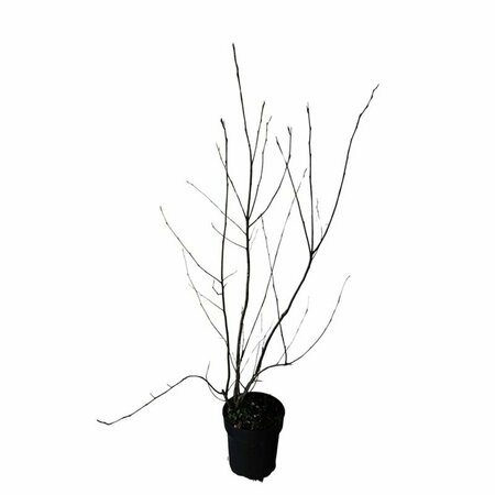 Amelanchier lamarckii 150/175 KL. - afbeelding 9
