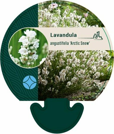 Lavandula angustifolia 'Arctic Snow' P9 - afbeelding 1