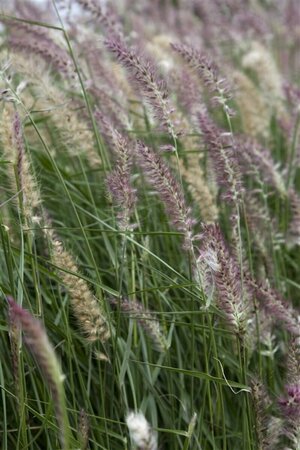 Pennisetum orientale 'Karley Rose' P9 - afbeelding 3