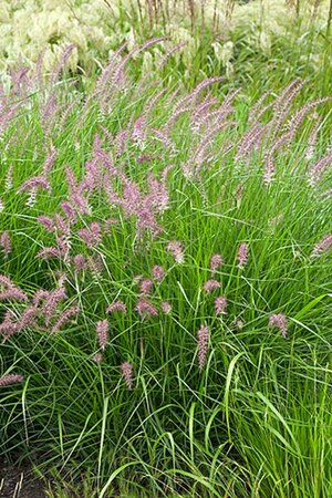 Pennisetum orientale 'Karley Rose' P9 - afbeelding 4