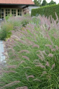 Pennisetum orientale 'Karley Rose' P9 - afbeelding 1