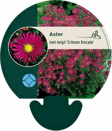 Aster novae-belgii 'Crimson Brocade' P9 - afbeelding 4