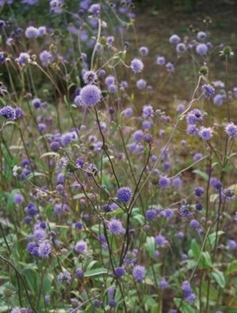 Succisa pratensis P9 - afbeelding 2