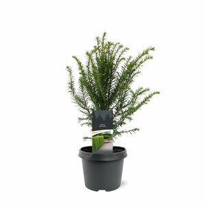 Taxus baccata 200/225 DR. - afbeelding 9