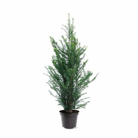 Taxus baccata 200/225 DR. - afbeelding 6