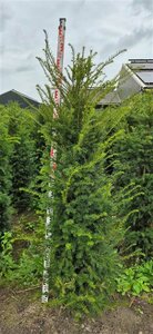 Taxus baccata 200/225 DR. - afbeelding 12
