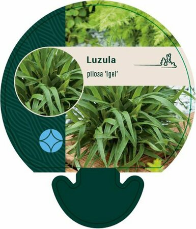 Luzula pilosa 'Igel' P9 - afbeelding 1