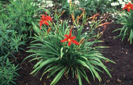 Hemerocallis 'Crimson Pirate' P9 - afbeelding 1