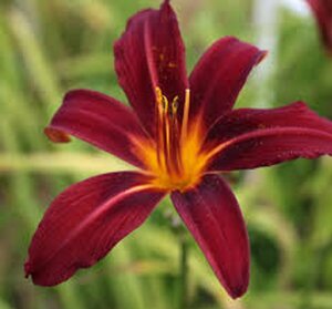 Hemerocallis 'Crimson Pirate' P9 - afbeelding 4