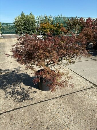 Acer palmatum 'Garnet' ST. 80 C.  - afbeelding 1