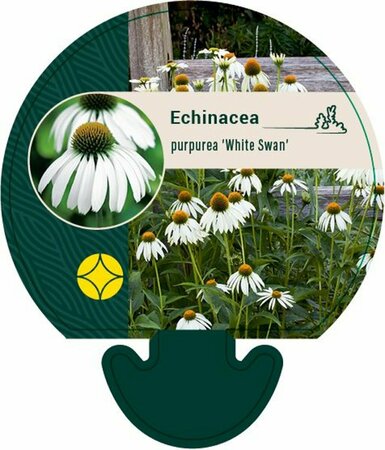 Echinacea purpurea 'White Swan' C2 - afbeelding 6