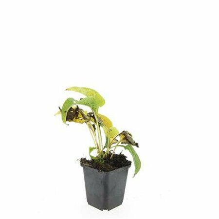 Echinacea purpurea 'White Swan' C2 - afbeelding 4