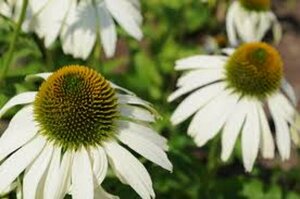 Echinacea purpurea 'White Swan' C2 - afbeelding 2