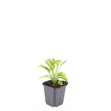 Echinacea purpurea 'White Swan' C2 - afbeelding 9