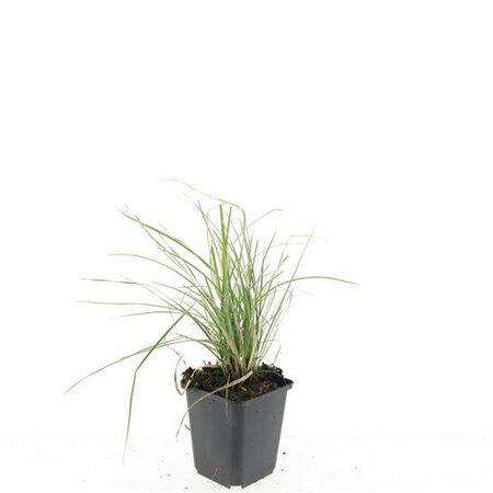 Sesleria autumnalis C2 - afbeelding 3