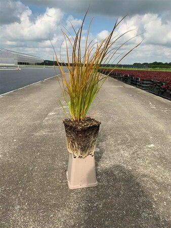 Carex testacea 'Prairie Fire' P9 - afbeelding 3