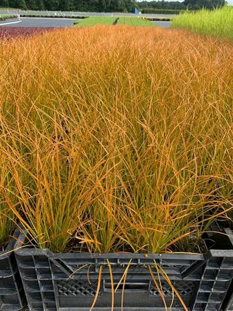 Carex testacea 'Prairie Fire' P9 - afbeelding 4