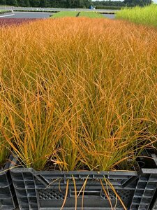 Carex testacea 'Prairie Fire' P9 - afbeelding 4