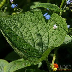Brunnera macrophylla C1.5 - afbeelding 8