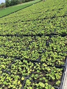 Brunnera macrophylla C1.5 - afbeelding 3