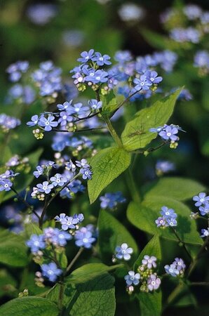 Brunnera macrophylla C1.5 - afbeelding 5
