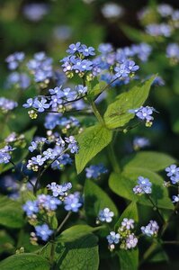 Brunnera macrophylla C1.5 - afbeelding 5