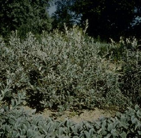 Salix helvetica 25/30 C.