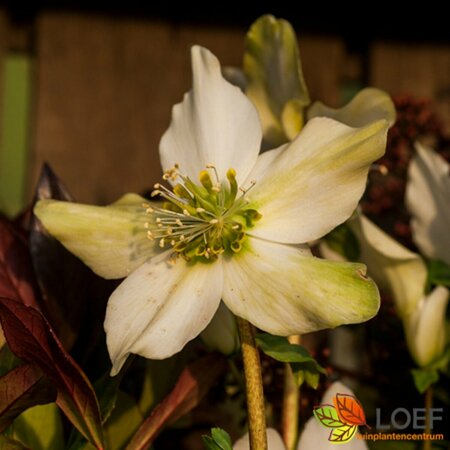 Helleborus niger 'Christmas Carol' C1