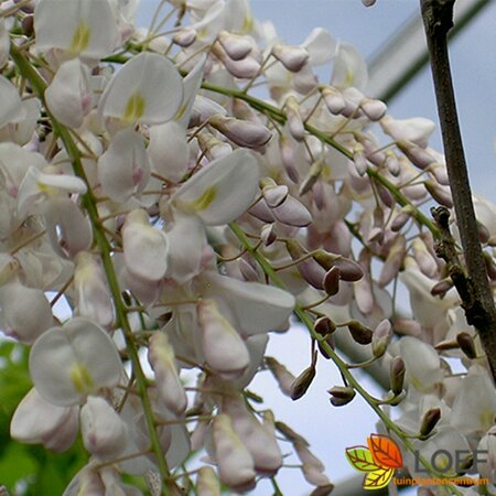 Wisteria sinensis 'Alba' 60/80 C. - afbeelding 1