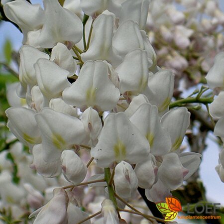 Wisteria sinensis 'Alba' 60/80 C. - afbeelding 2