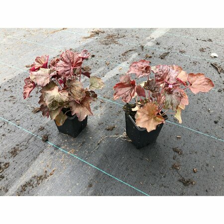 Heuchera micrantha 'Palace Purple' C2 - afbeelding 8