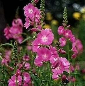 Sidalcea oregana 'Brilliant' P9