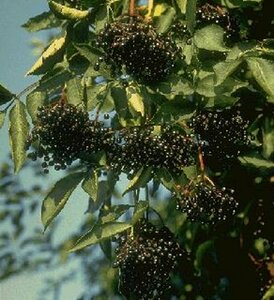 Sambucus nigra 60/80 C. - afbeelding 1