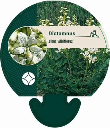 Dictamnus albus 'Albiflorus' P9