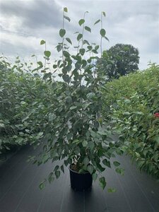 Betula utilis 'Doorenbos' 10-12 DR. - afbeelding 1