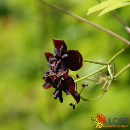 Akebia quinata 175/200 C.