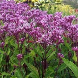 Eupatorium mac. 'Purple Bush' P9 - afbeelding 2