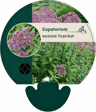 Eupatorium mac. 'Purple Bush' P9 - afbeelding 3