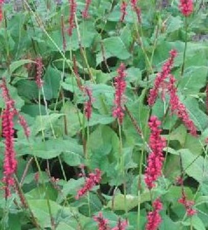 Persicaria amplexicaulis 'Firedance' P9 - afbeelding 1