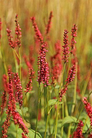 Persicaria amplexicaulis 'Firedance' P9 - afbeelding 2
