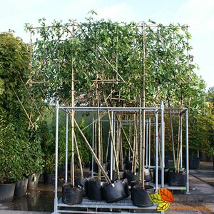 Liquidambar styraciflua 'Worplesdon' ST. 180 C. Leirek 150x180 cm - afbeelding 3