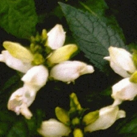 Chelone obliqua 'Alba' P9 - afbeelding 2